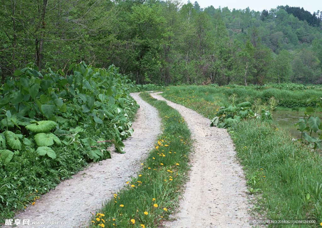 田间小路