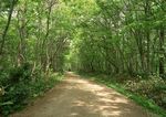 树林小路 马路