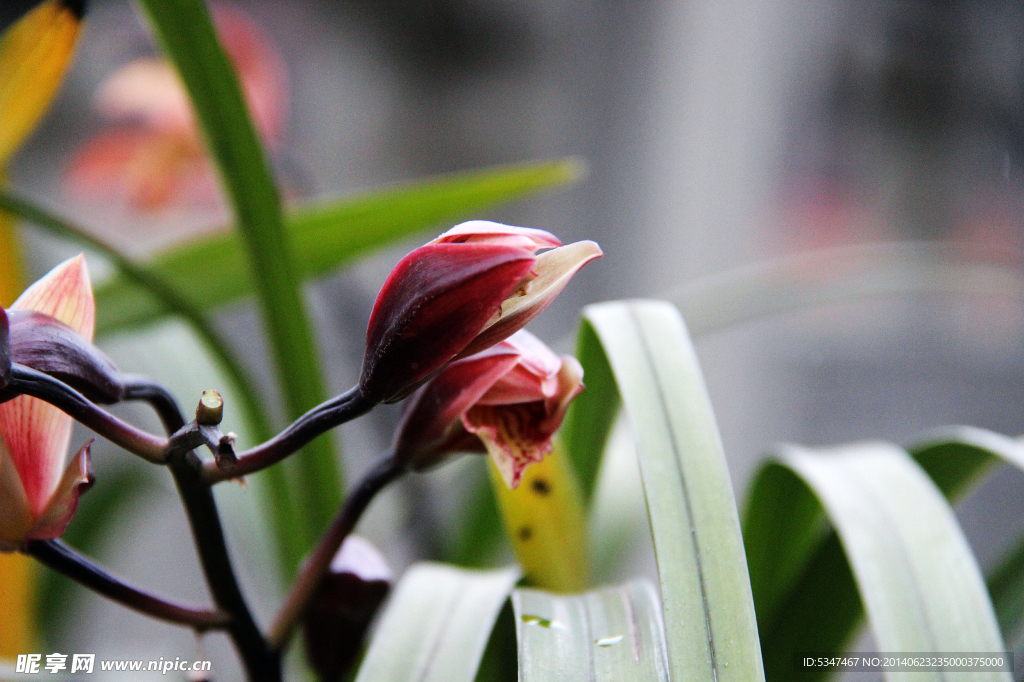 兰花草