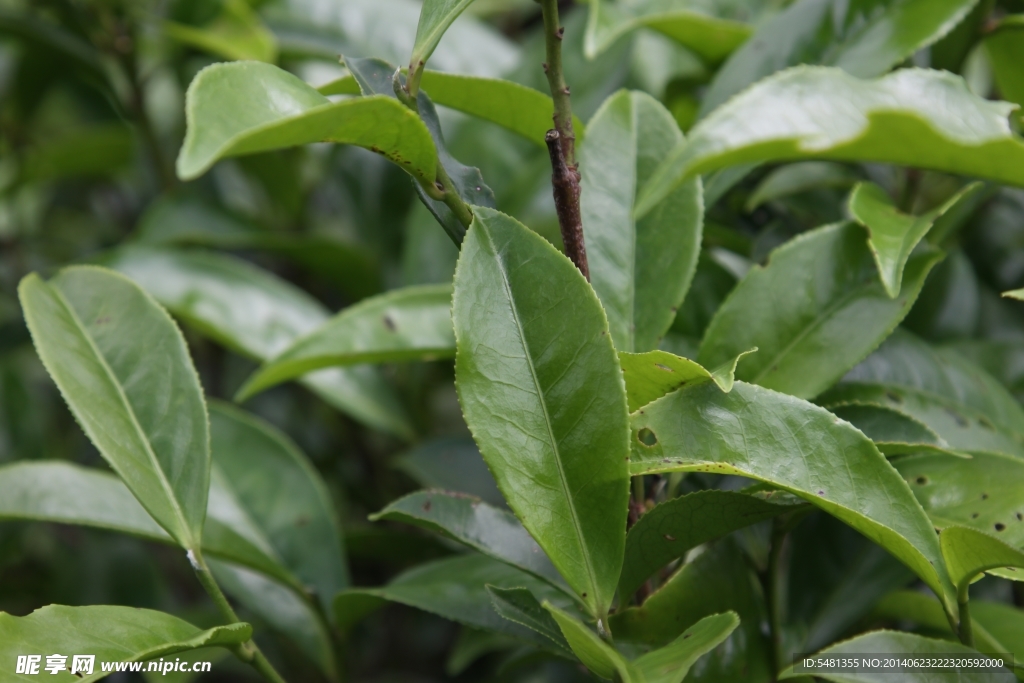 凤凰单枞茶 茶树 鸭屎