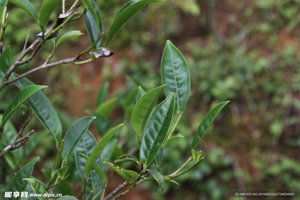 凤凰单枞茶 茶树