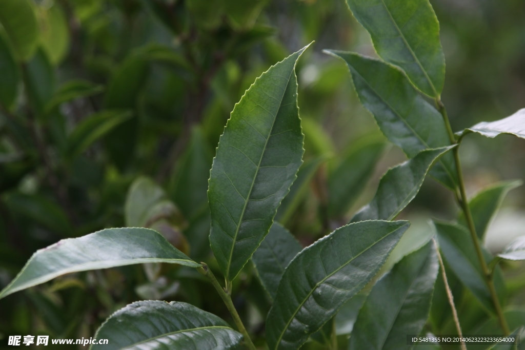 凤凰单枞茶 茶树 夜来