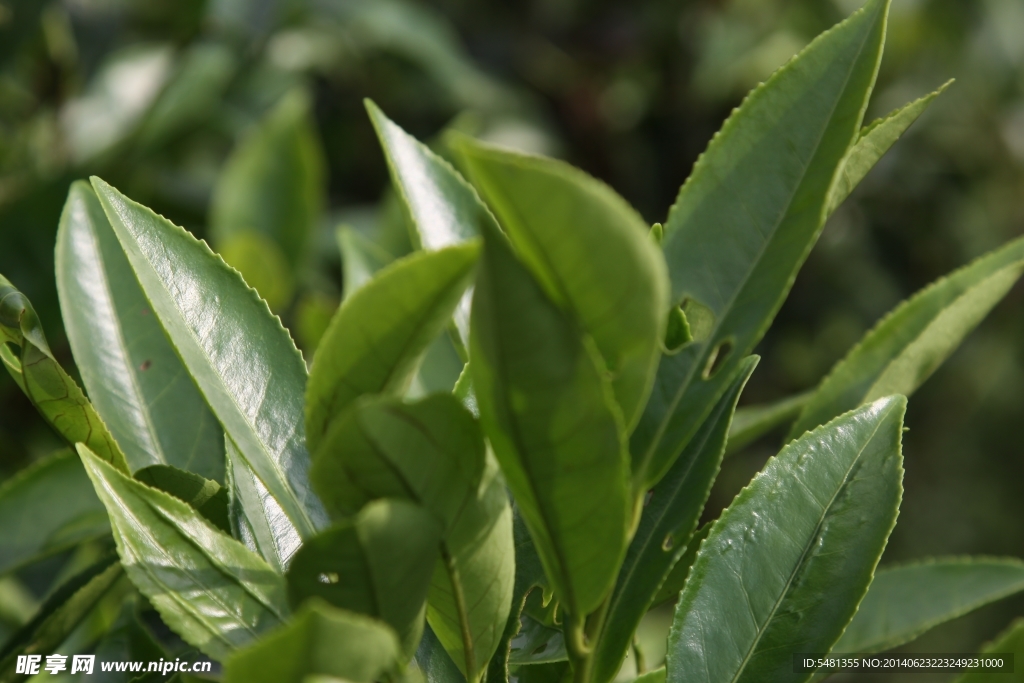 凤凰单枞茶 茶树 柚花