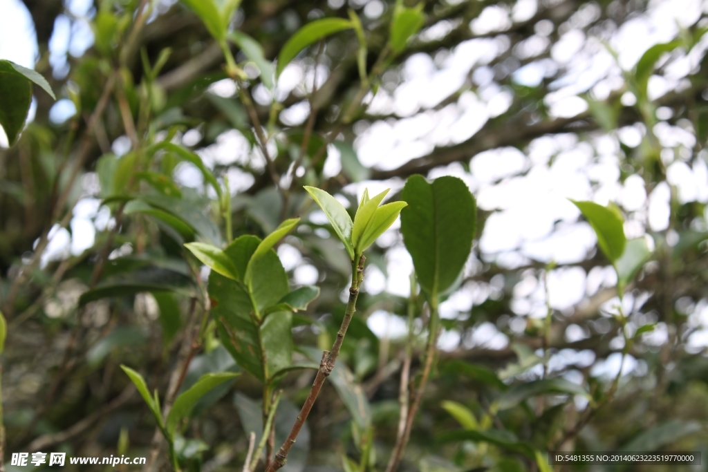 凤凰单枞茶 茶树 玉兰