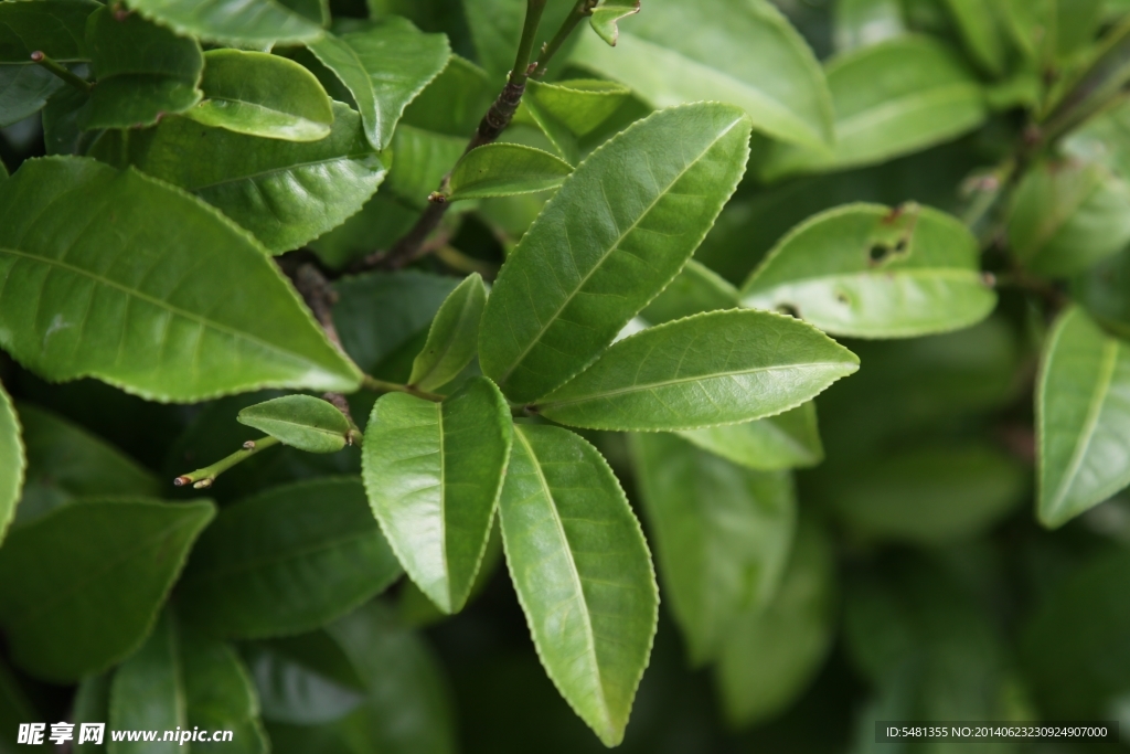 凤凰单枞茶 茶树 茉莉