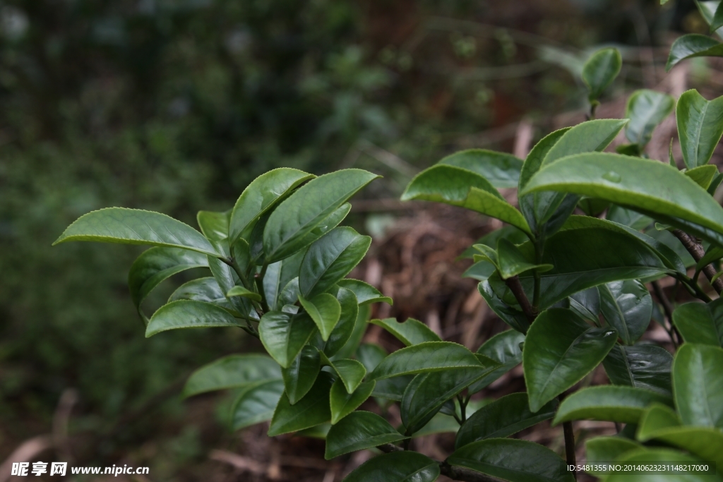 凤凰单枞茶 茶树 肉桂