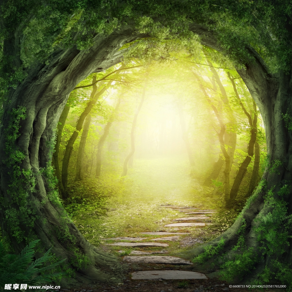 森林 树林 树木