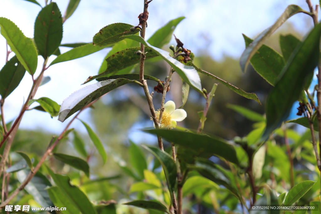 麻黑茶园 茶花