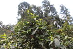 茶园  茶叶 普洱茶树 