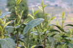 茶园  茶叶 普洱茶树 