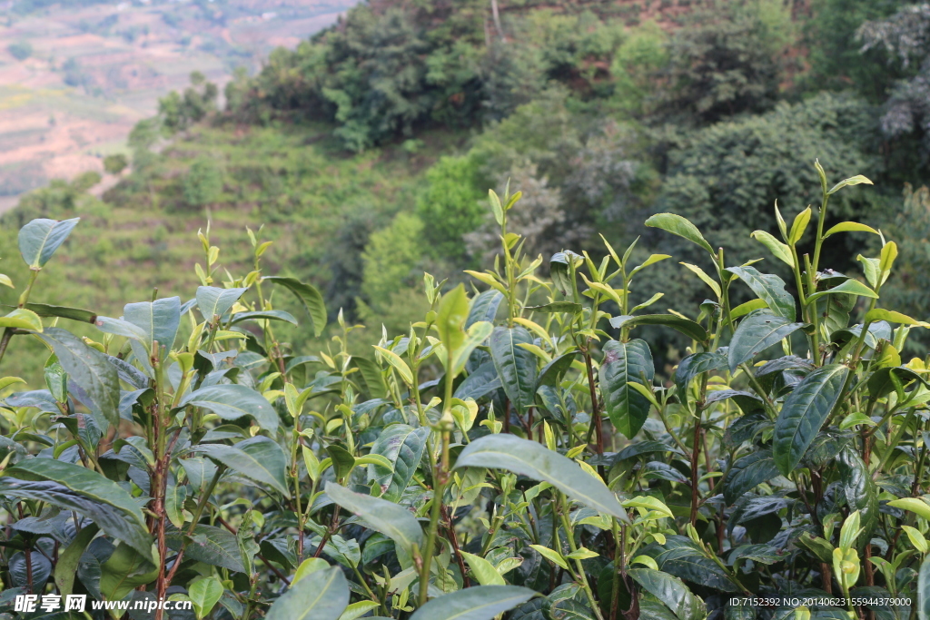 茶园  茶叶 普洱茶树 