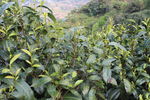 茶园  茶叶 大叶种  