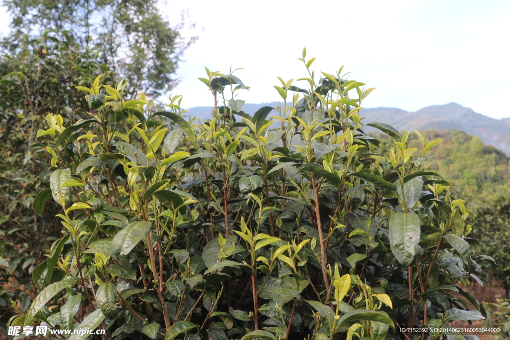 茶园  茶叶 普洱茶树 