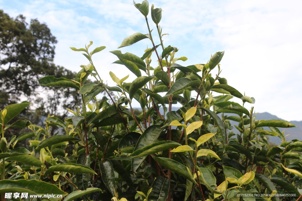 普洱 普洱茶树