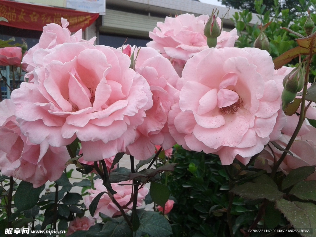 月季花