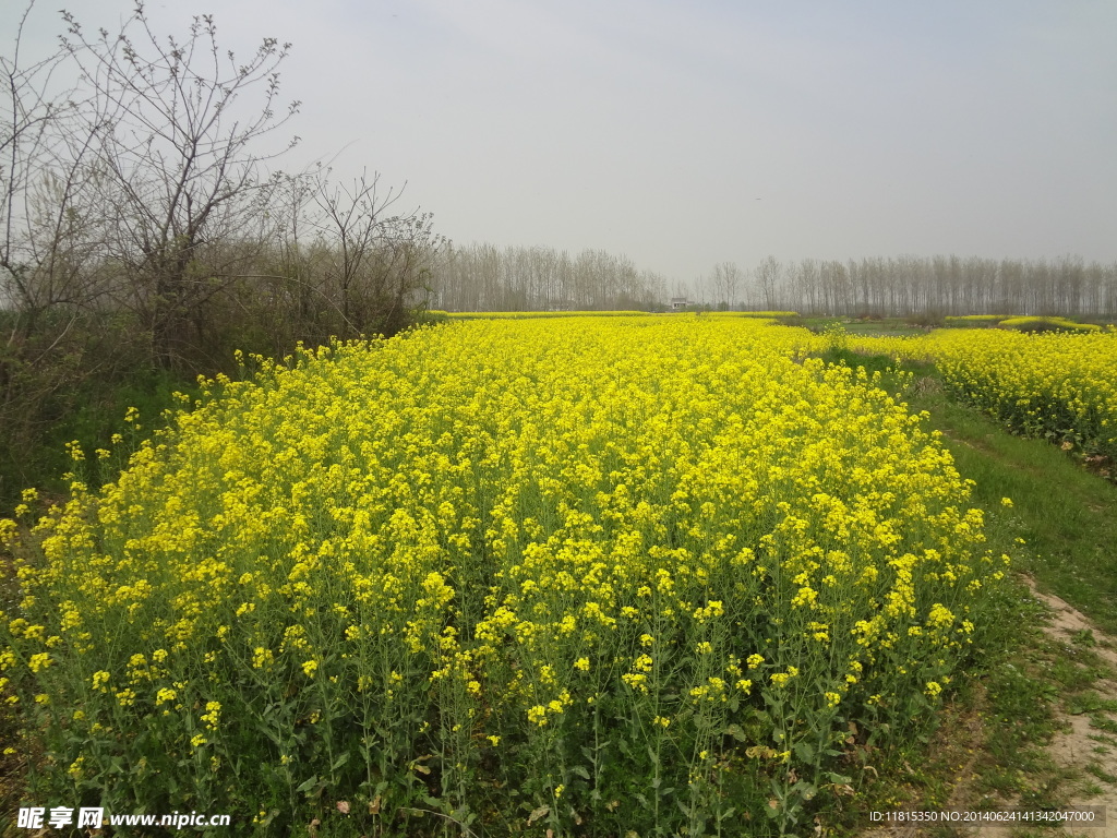 家乡油菜花