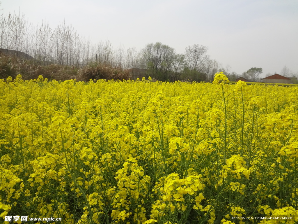 家乡油菜花