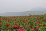 花群