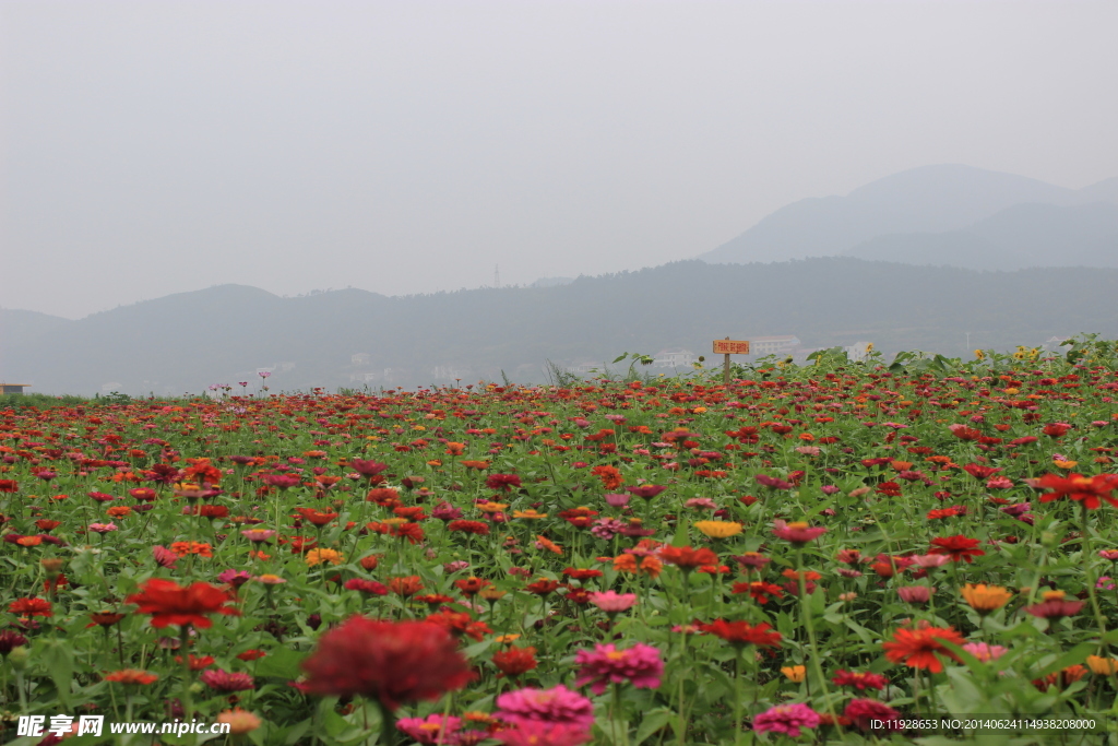 花群