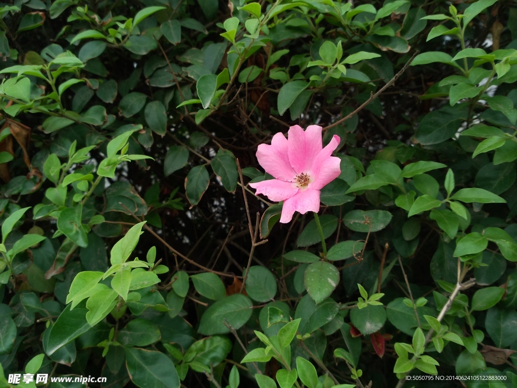 一朵鲜花