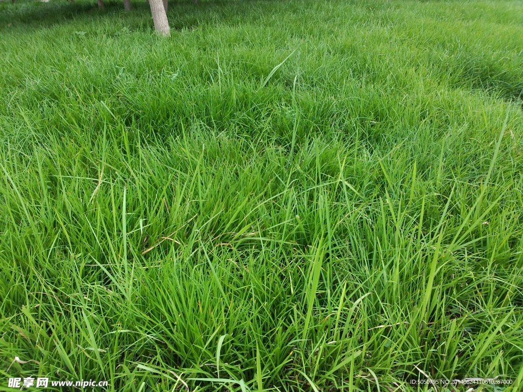草地