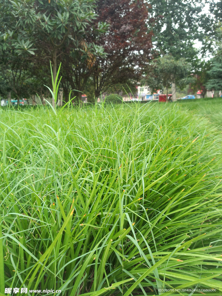 草地