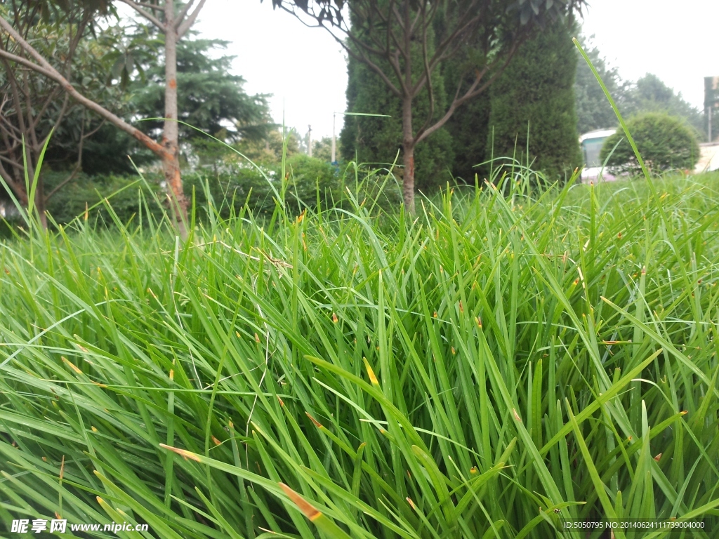 草地