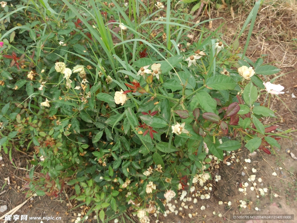 鲜花凋谢