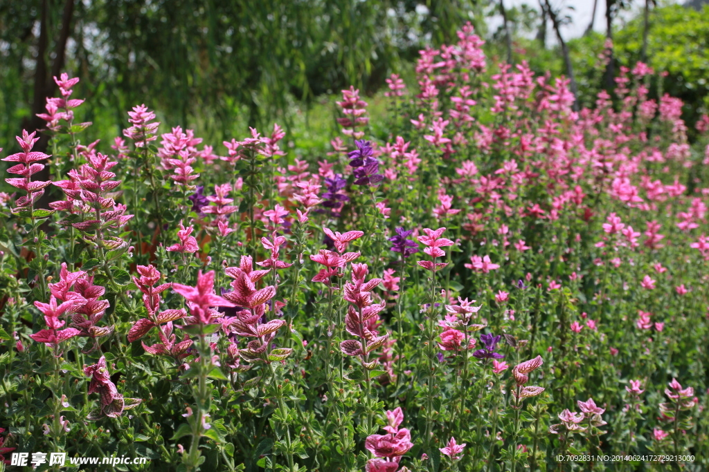 香草花