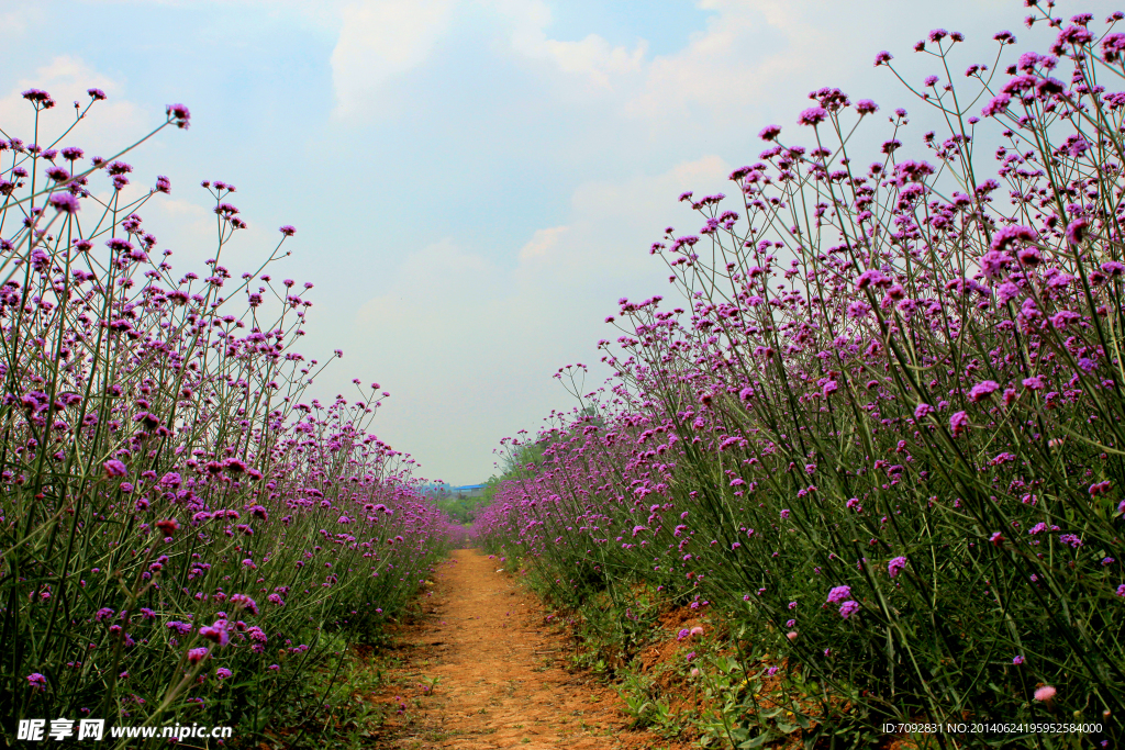 香草花