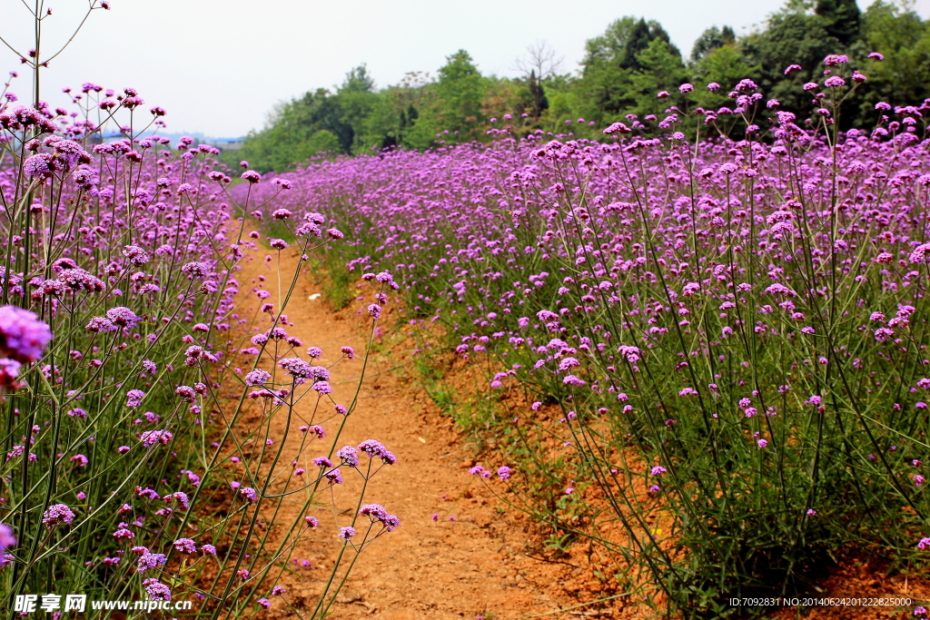 香草花