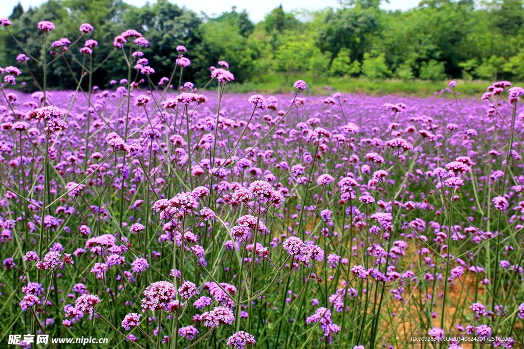 香草花