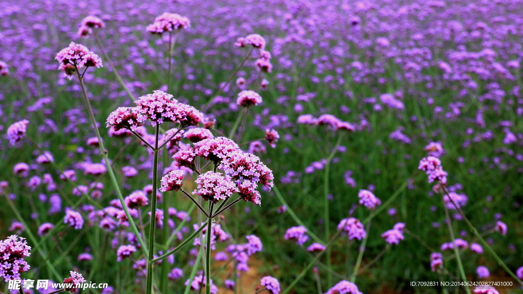 香草花