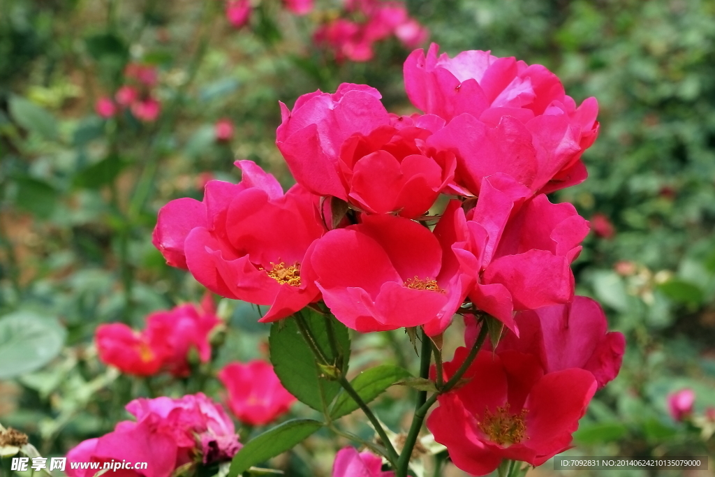 月季花