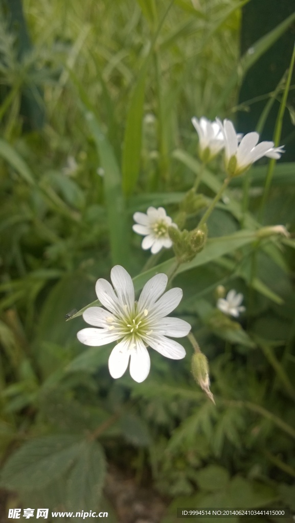 白花
