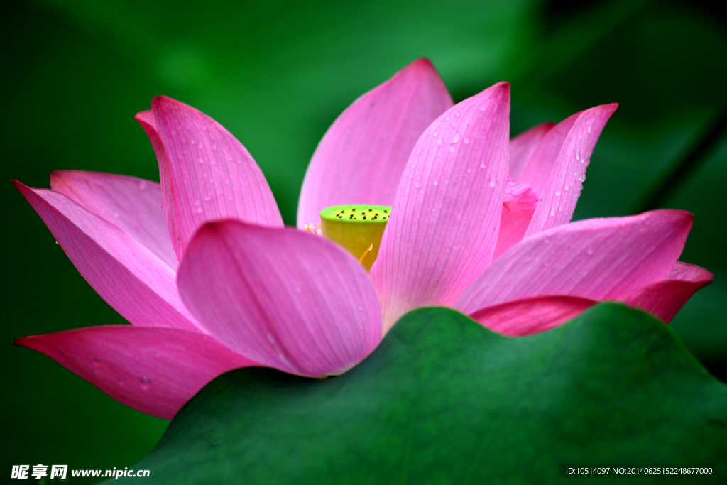 荷花