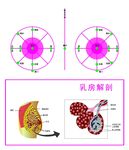 乳腺解剖图