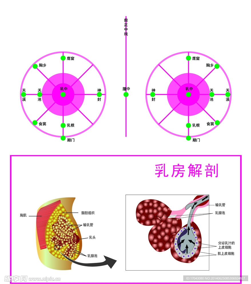 乳腺解剖图