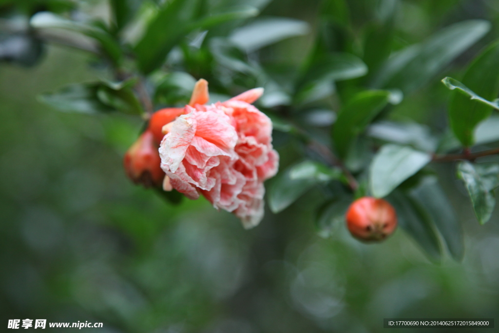 石榴花