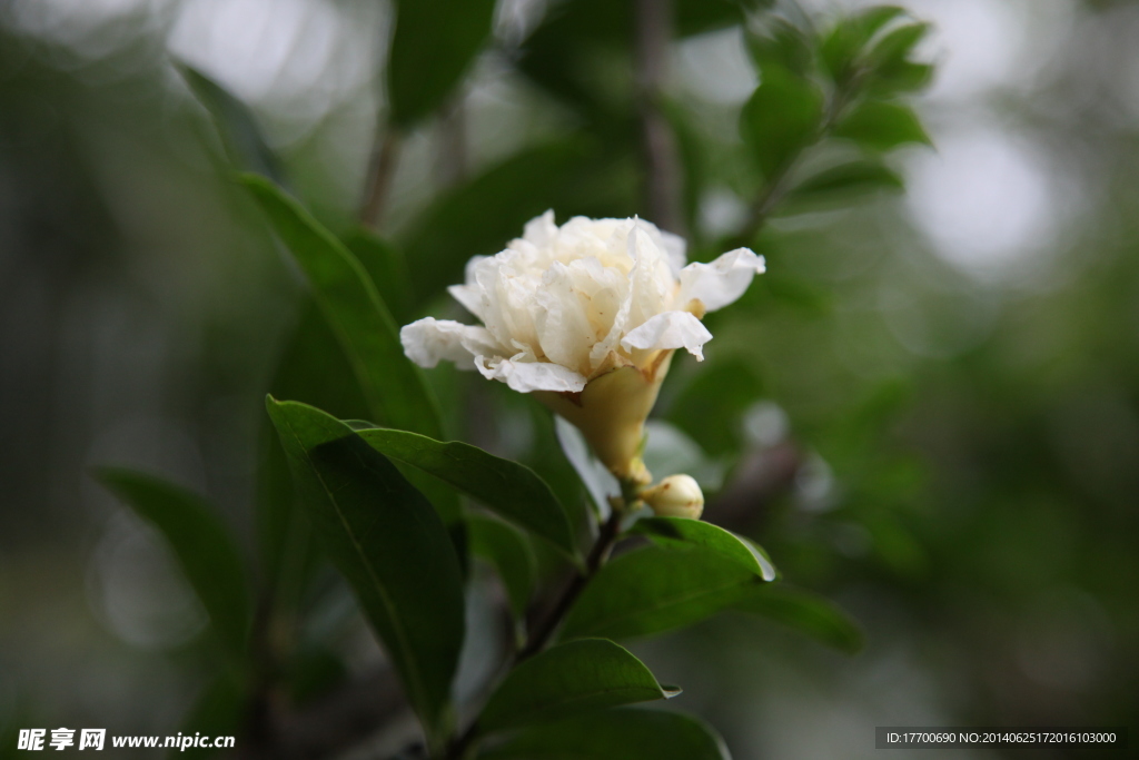石榴花