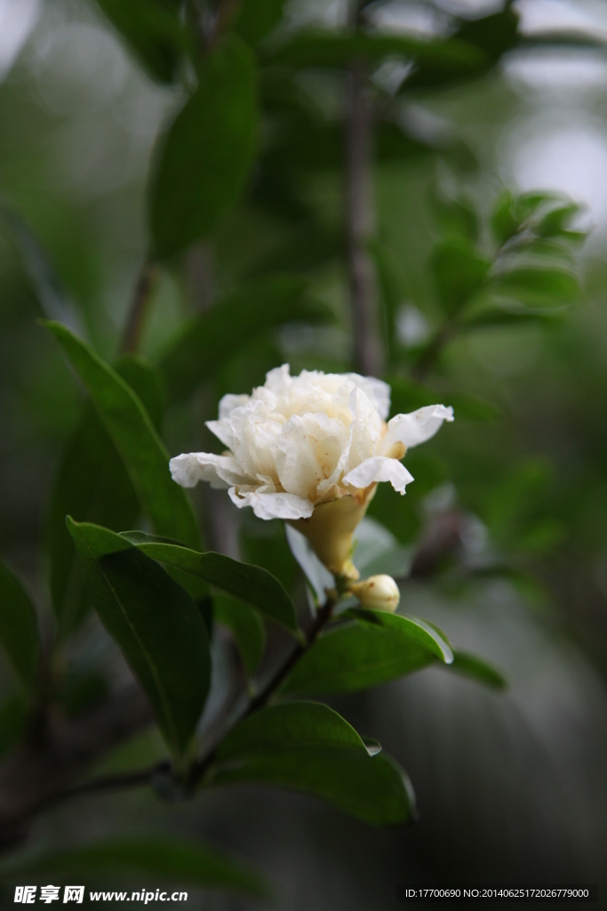 石榴花