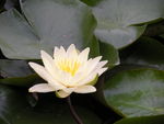 莲花