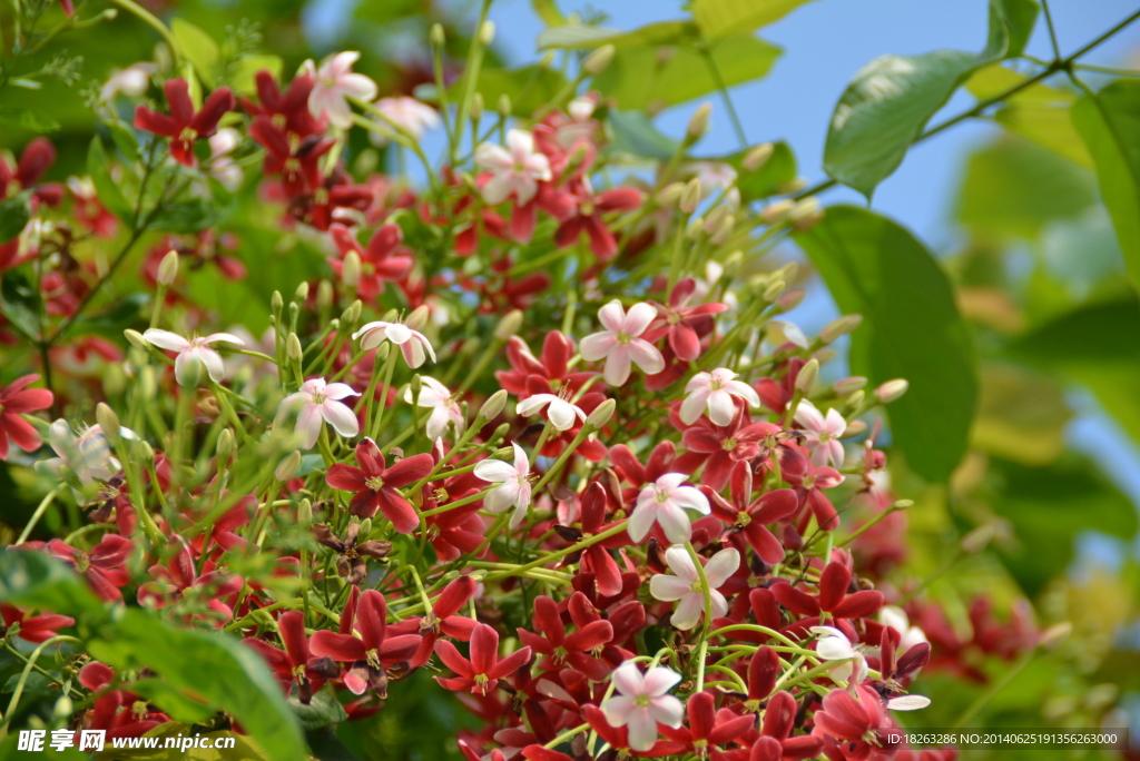 君子花