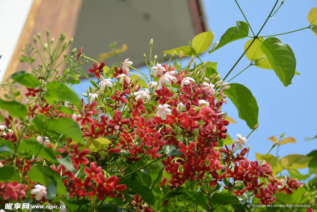 君子花