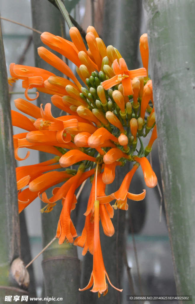 爆杖花