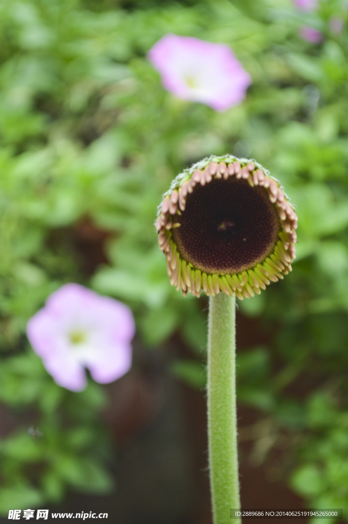 非洲菊