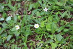 野花