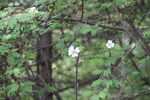 鲜花