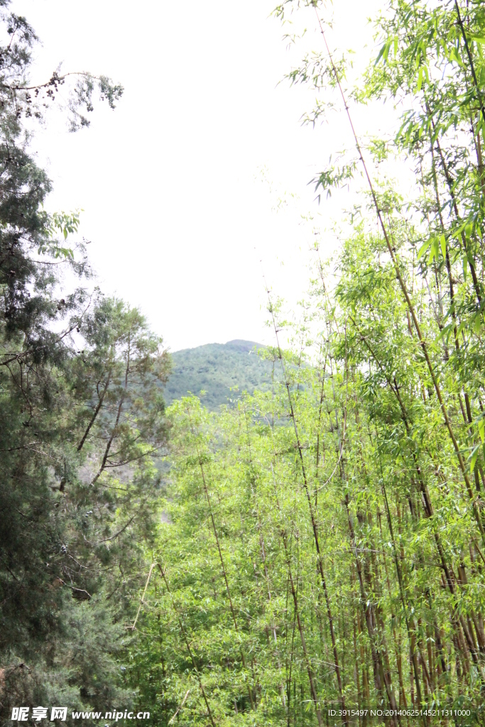 云南竹林
