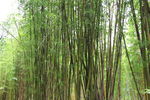 云南竹林